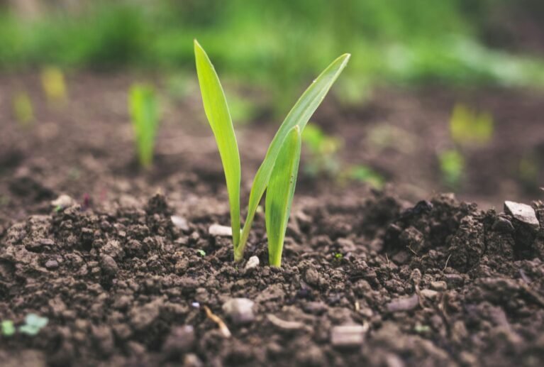 BioBloomX improves soil biology, enabling plants to absorb more nutrients naturally.This results in stronger growth and up to 20% higher yields compared to conventional farming.