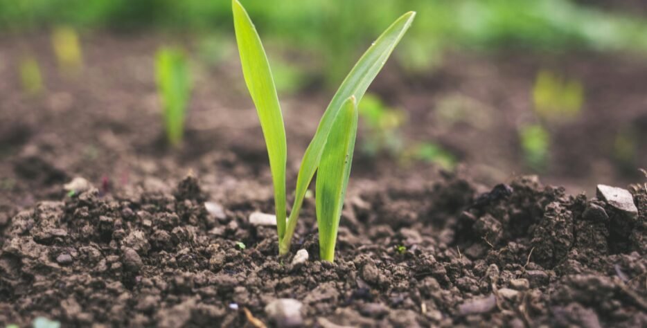 BioBloomX improves soil biology, enabling plants to absorb more nutrients naturally.This results in stronger growth and up to 20% higher yields compared to conventional farming.