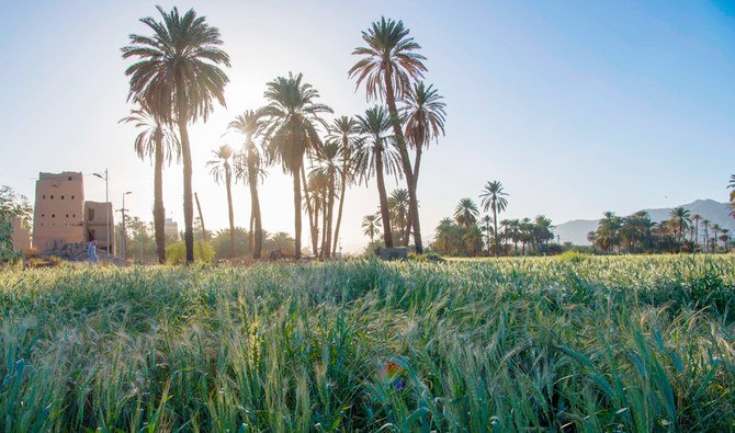 By fixing nitrogen and unlocking trapped nutrients like phosphorus, BioBloomX reduces the need for synthetic fertilizers by up to 30% — saving costs and protecting the environment.